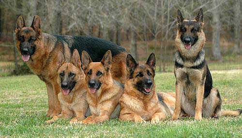 Purebred German Shepherds: Heritage and Health